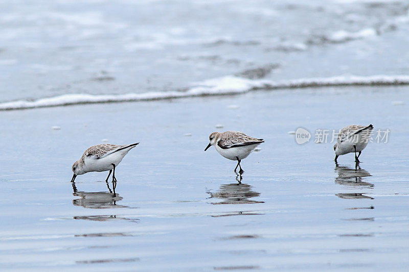 三只sanderling bird正在寻找食物在德尔雷海滩北部的海边，俄勒冈州。